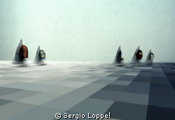 regata by Sergio Loppel 